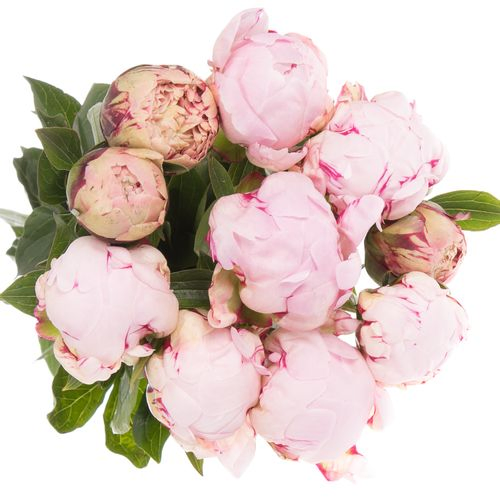 Pfingstrose rosa gefüllt Marguerte 60cm