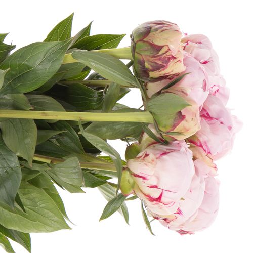 Pfingstrose rosa gefüllt Marguerte 60cm