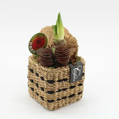 Amaryl.Arr-2511R rote Bl. T12 H025