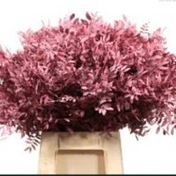 Pistazie rosa gefärbt 50cm