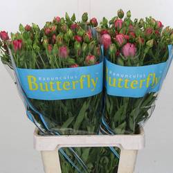 Ranunkel rosa Butterfly Lycia 50cm