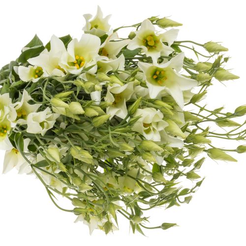 Lisianthus grün Botanic 5+Blüte 70cm