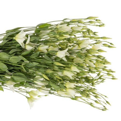 Lisianthus grün Botanic 5+Blüte 70cm