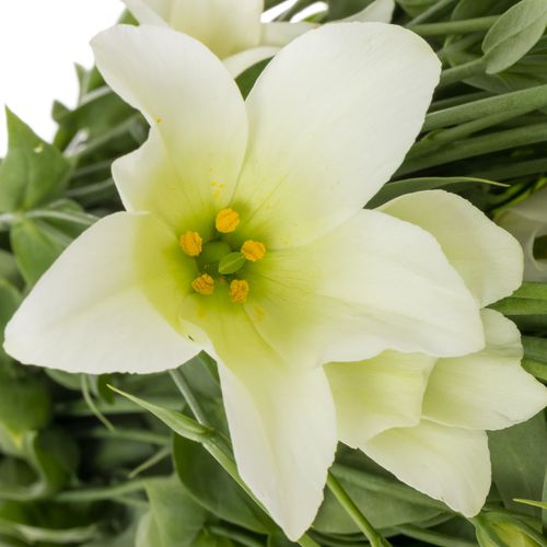 Lisianthus grün Botanic 5+Blüte 70cm