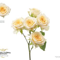 Rose verzweigt hell gelb Straw Follies 50cm