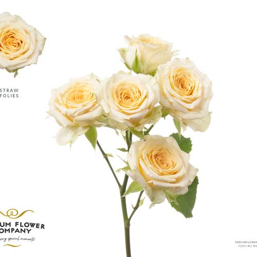 Rose verzweigt hell gelb Straw Follies 50cm