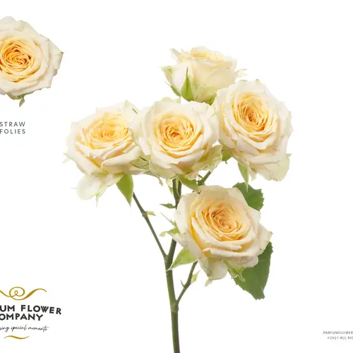 Rose verzweigt hell gelb Straw Follies 50cm