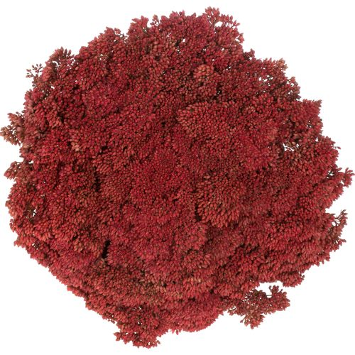 Sedum rot gefärbt Bündel 40cm