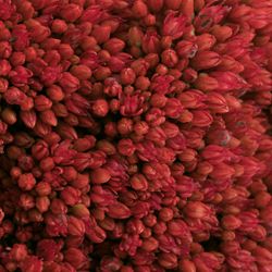 Sedum rot gefärbt Bündel 40cm