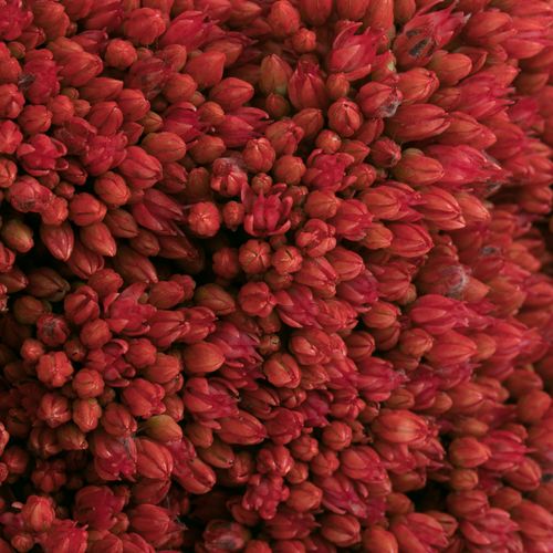Sedum rot gefärbt Bündel 40cm