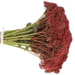 Sedum rot gefärbt Bündel 40cm