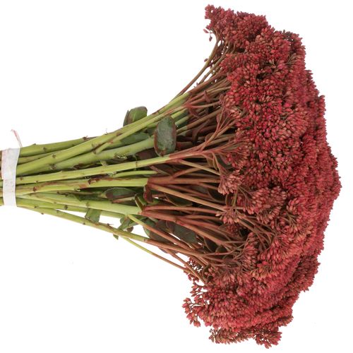 Sedum rot gefärbt Bündel 40cm