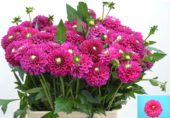 Dahlia fuchsia Henk riverdale 60cm
