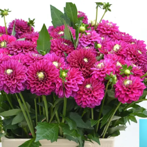 Dahlia fuchsia Henk riverdale 60cm