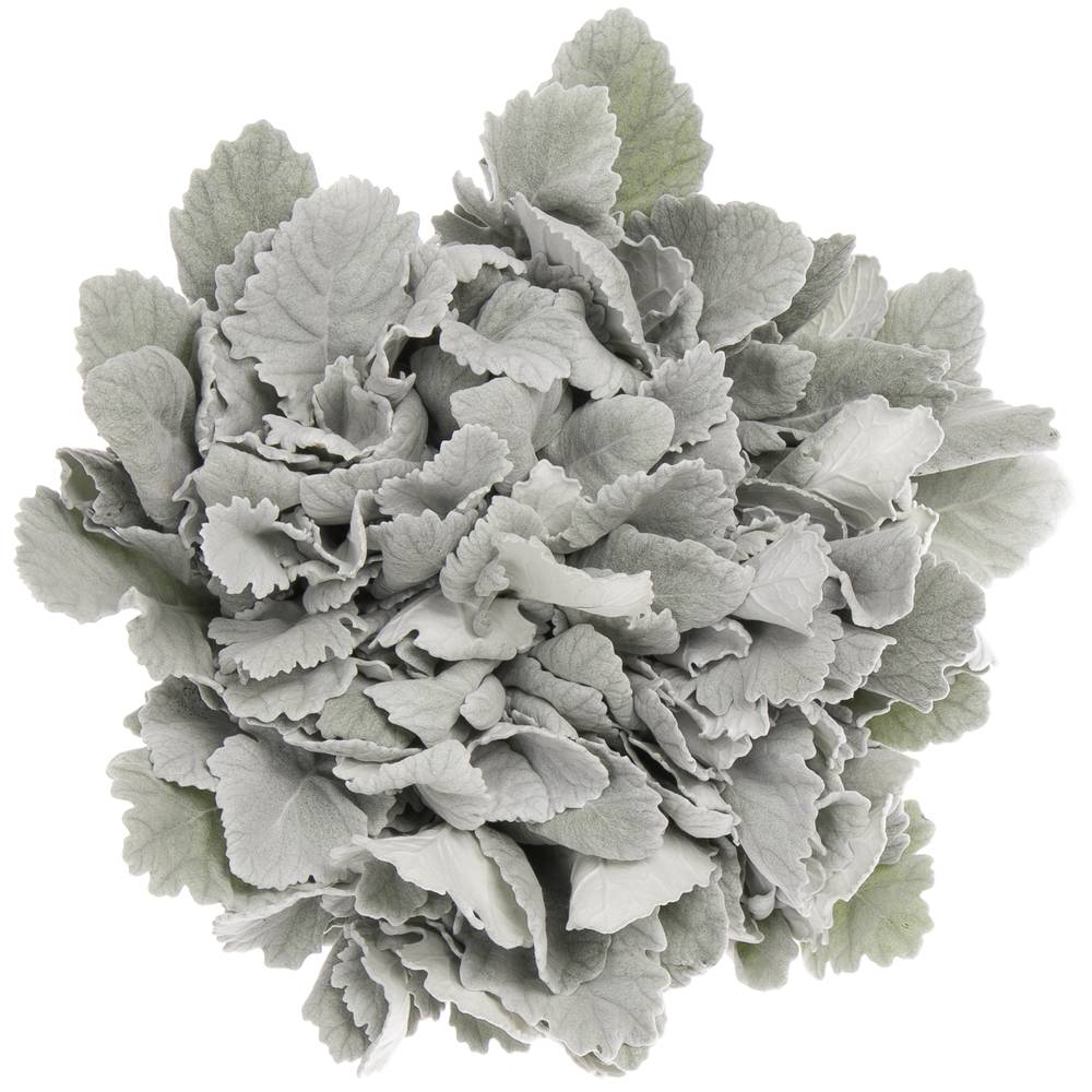 Senecio New Look 36cm