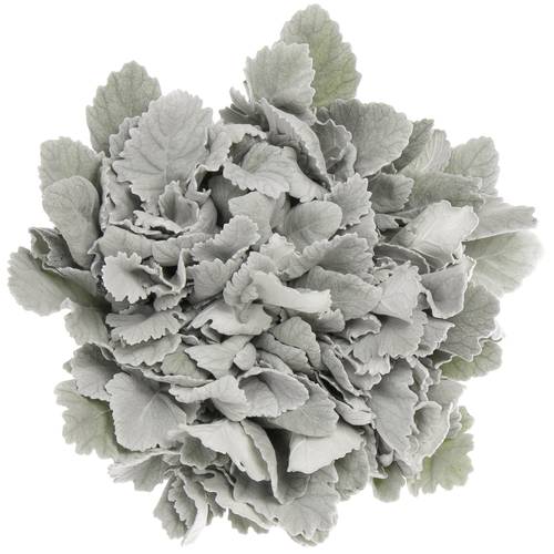 Senecio New Look 36cm