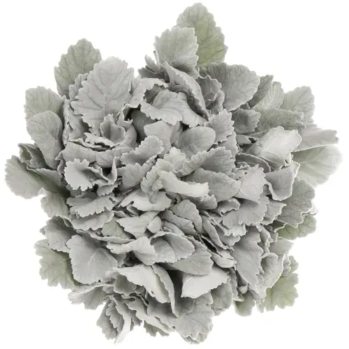 Senecio New Look 36cm