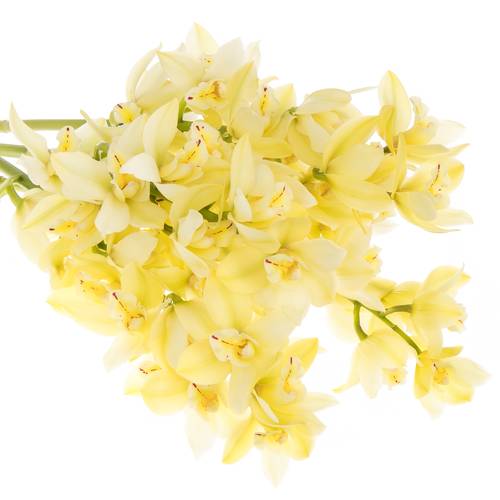 Mini Cymbidium creme Paddy 50cm 10+Blüte