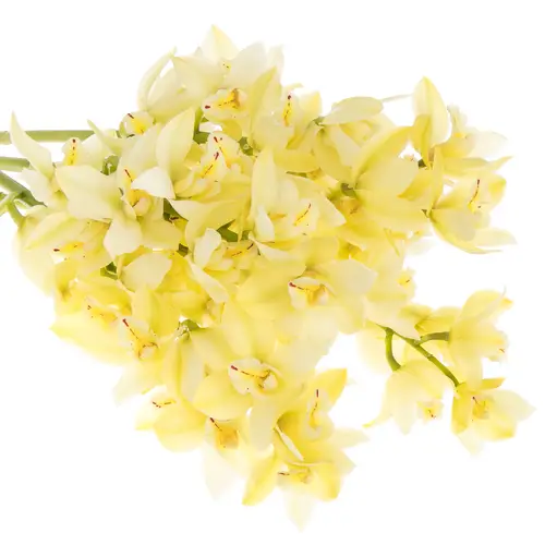 Mini Cymbidium creme Paddy 50cm 10+Blüte