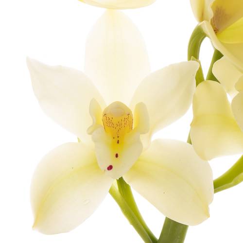 Mini Cymbidium creme Paddy 50cm 10+Blüte