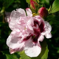 Hibiscus Syriacus hell rosa Leopoldii T19 H050