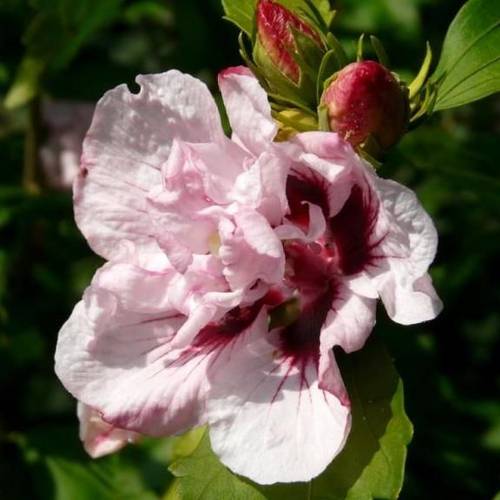 Hibiscus Syriacus hell rosa Leopoldii T19 H050