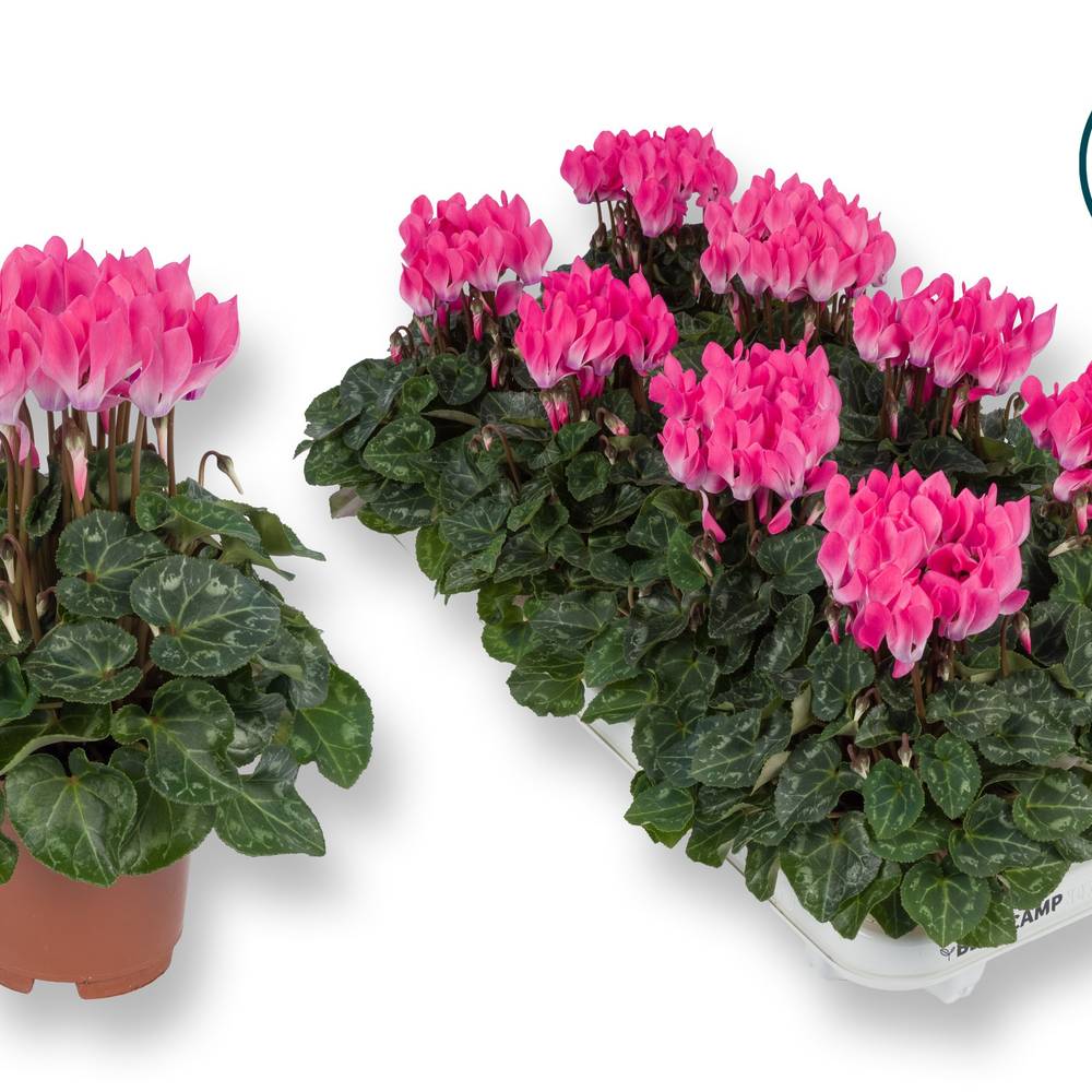 Cyclame rosa Midi T10,5 H020