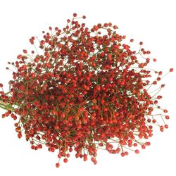 Hagebutte rot Fruits 60cm Ohne Dorn!