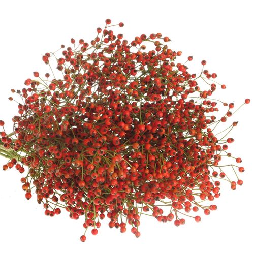 Hagebutte rot Fruits 60cm Ohne Dorn!