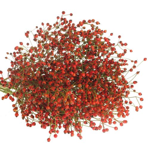Hagebutte rot Fruits 60cm Ohne Dorn!