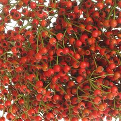 Hagebutte rot Fruits 60cm Ohne Dorn!
