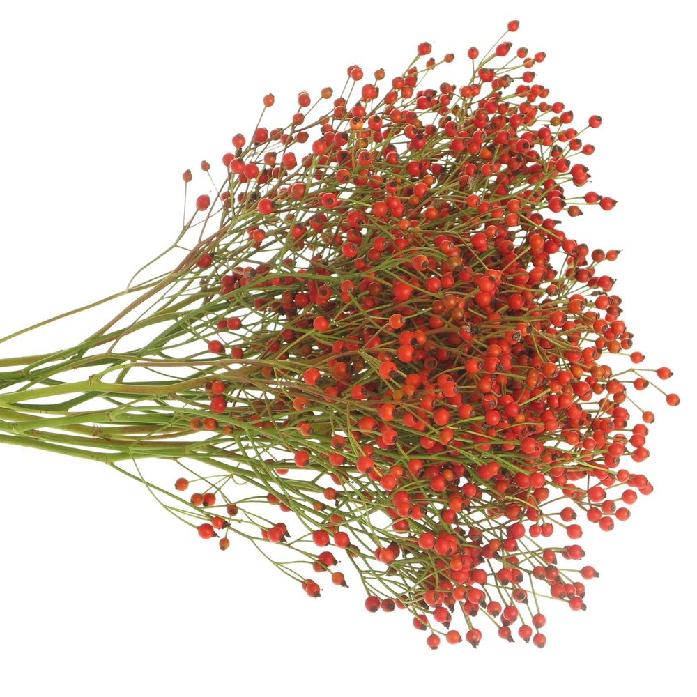 Hagebutte rot Fruits 60cm Ohne Dorn!