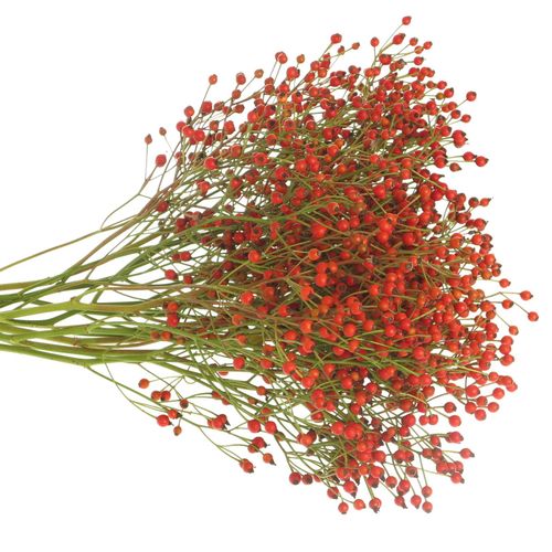 Hagebutte rot Fruits 60cm Ohne Dorn!