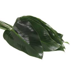 Philodendron grün Beauty 50cm