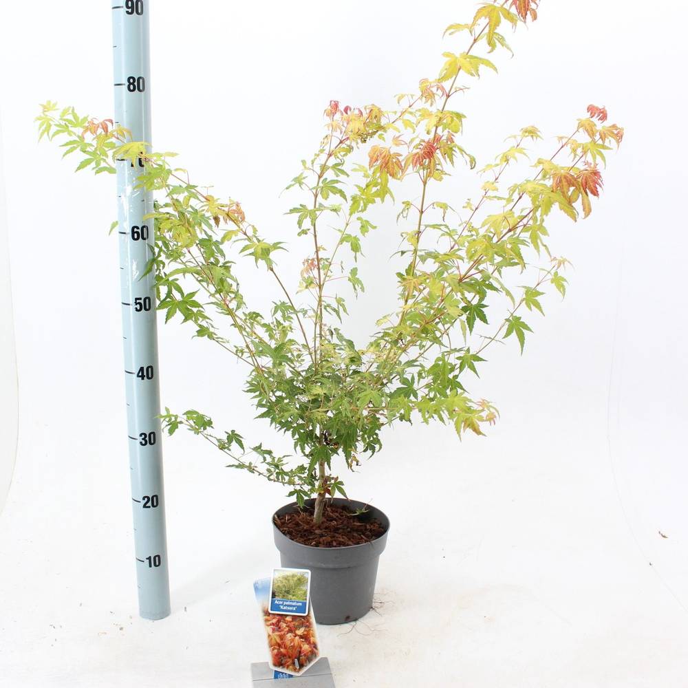 Acer Palmatum Katsura T19 H060