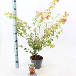 Acer Palmatum Katsura T19 H060