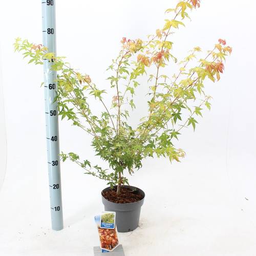 Acer Palmatum Katsura T19 H060