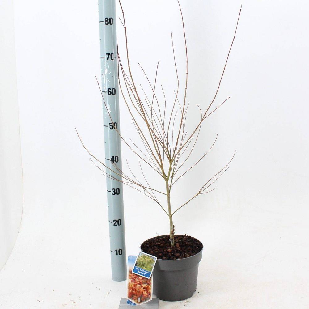 Acer Palmatum Katsura T19 H060