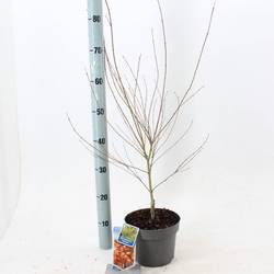 Acer Palmatum Katsura T19 H060