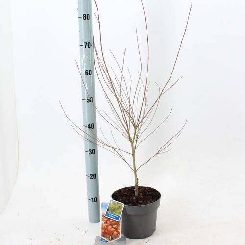 Acer Palmatum Katsura T19 H060