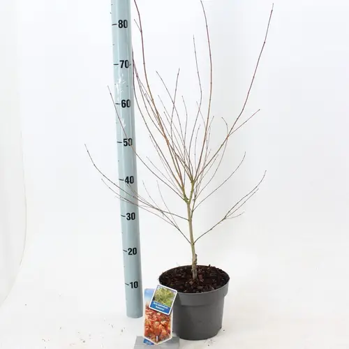 Acer Palmatum Katsura T19 H060
