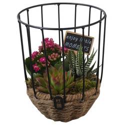 Kal.Arr PTIB5277 T16 H020