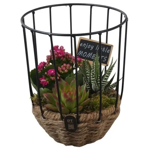 Kal.Arr PTIB5277 T16 H020