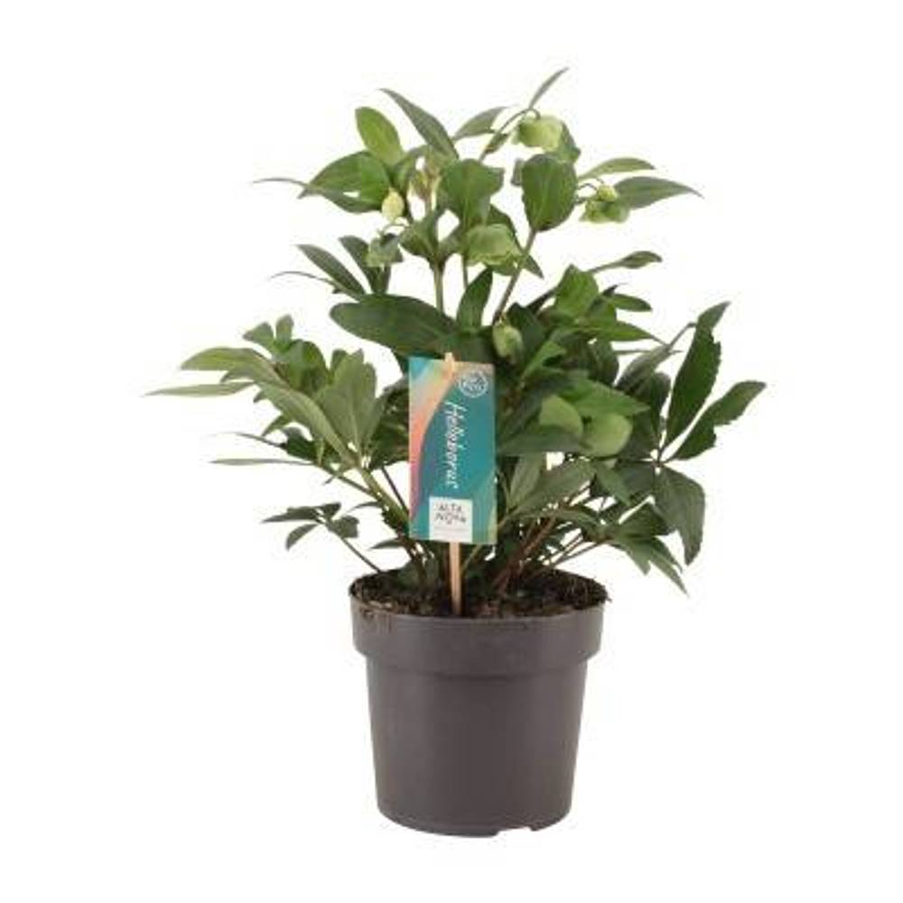 Helleb.Winterbel T17 H35