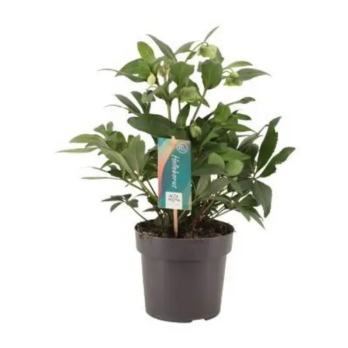 Helleb.Winterbel T17 H35