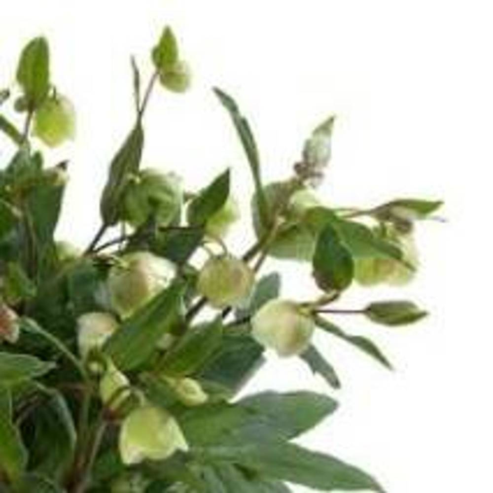 Helleb.Winterbel T17 H35