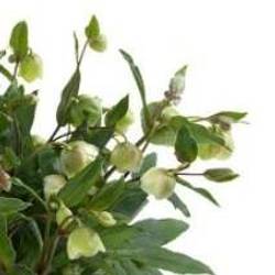 Helleb.Winterbel T17 H35
