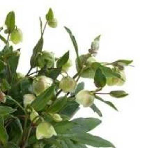 Helleb.Winterbel T17 H35