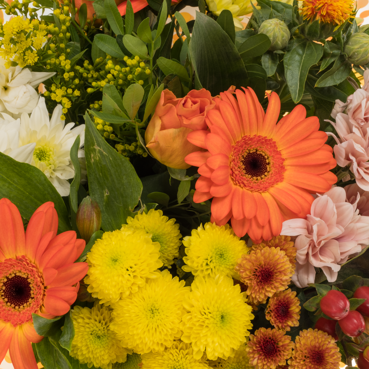 Strauß orange mix/grün Rosen-Germini 25 Stiele 50cm