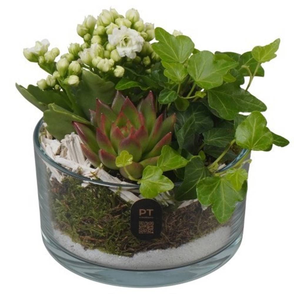 Kal.Arr PTIG2602 T14 H017